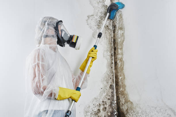 Best Toxic Mold Removal  in Cascade Valley, WA