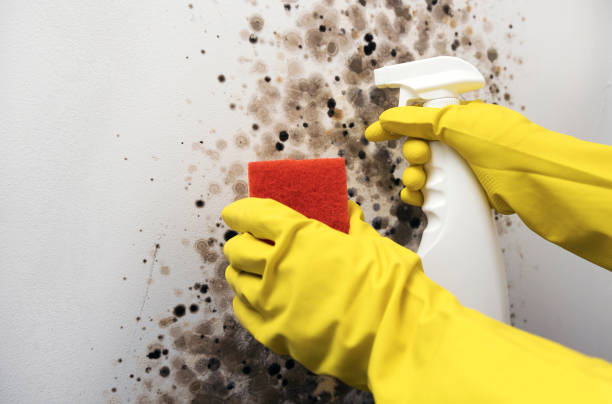 Best Emergency Mold Removal  in Cascade Valley, WA