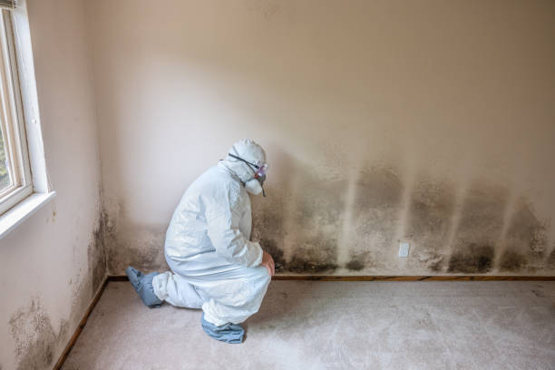 Mold Removal Process in Cascade Valley, WA