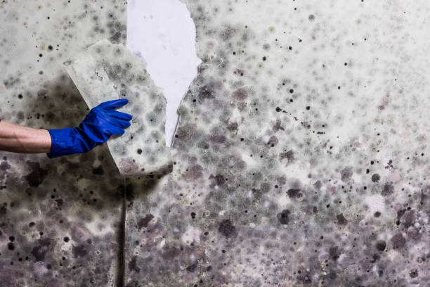 Best Commercial Mold Removal  in Cascade Valley, WA