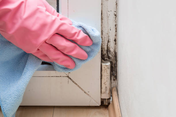Attic Mold Removal in Cascade Valley, WA