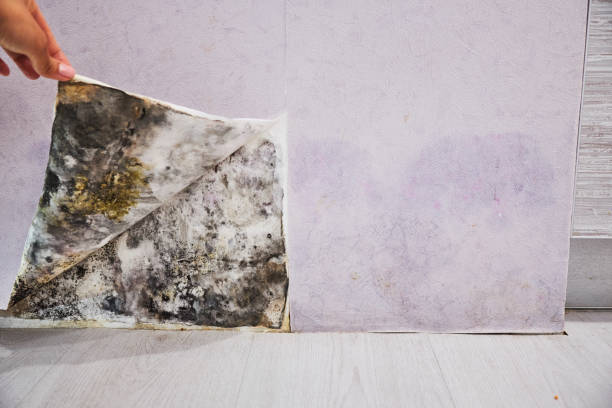 Best Office Mold Removal Services  in Cascade Valley, WA